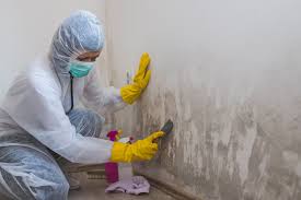 Why You Should Choose Our Mold Remediation Services in Vivian, LA